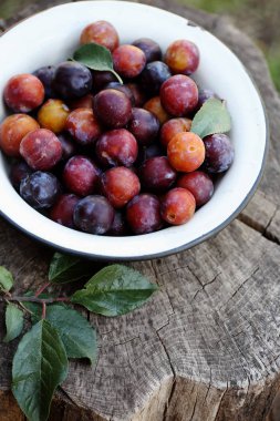 Bir kase içine taze ekolojik mavi Erik