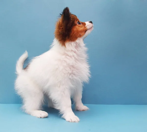 Kleiner Welpe Hunderasse Papillon Steht Auf Blauem Hintergrund — Stockfoto