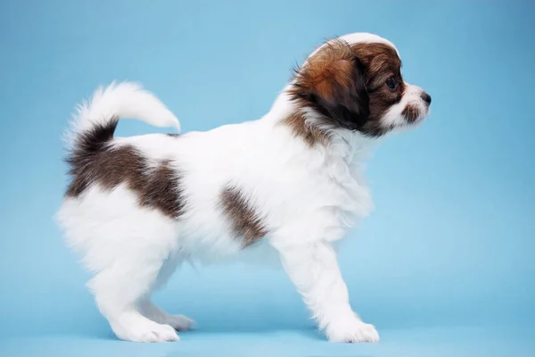 Papillon Filhote Cachorro Fundo Azul — Fotografia de Stock