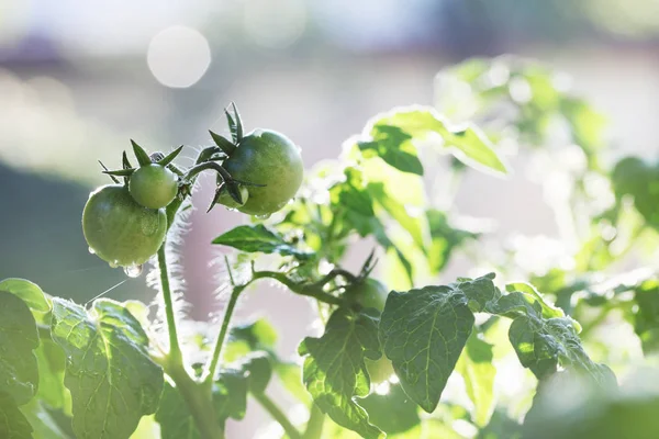 Junge Tomatensetzlinge Mit Kleinen Tomaten — Stockfoto