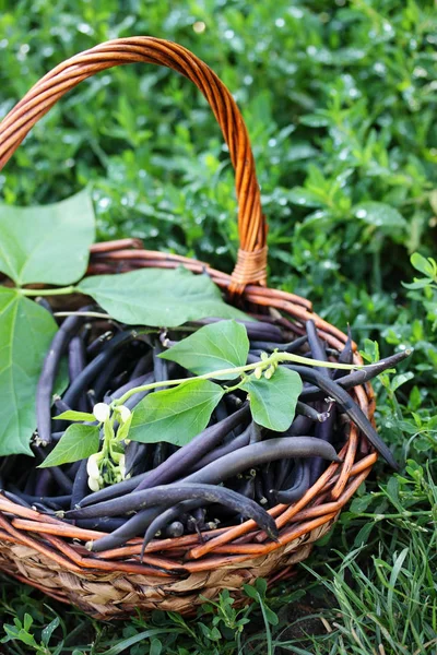 Asparagi Blu Grande Cestino — Foto Stock