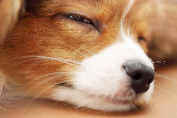 Pequeño Cachorro Perro Crianza Papillon Durmiendo Primer Plano — Foto de Stock