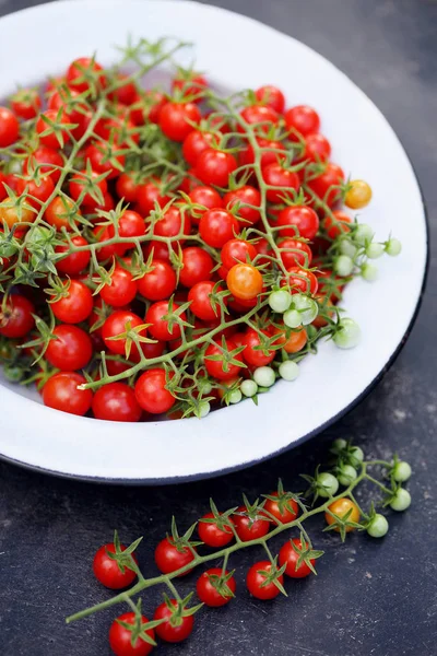 Small Cherry Tomatoes Branch — Stock Photo, Image