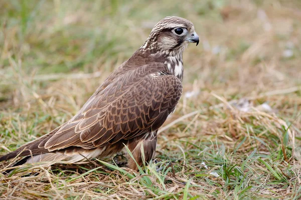 Halcón Peregrino Comiendo Una Paloma Joven Halcón Guapo Naturaleza —  Fotos de Stock