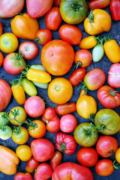 Várias Formas Cores Tomates Fundo Escuro — Fotografia de Stock