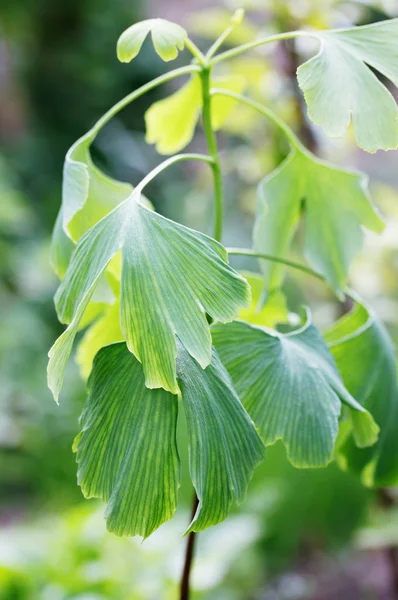 Young Sprout Ginkgo Biloba Big Leaves — Stock Photo, Image