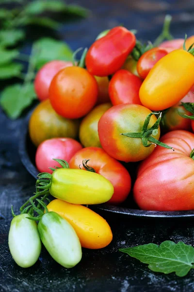 Various Shapes Colors Tomatoes Metal Plate — Stock Photo, Image