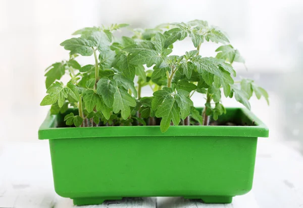 Piantine Pomodoro Verde Giovani Nel Contenitore Verde — Foto Stock