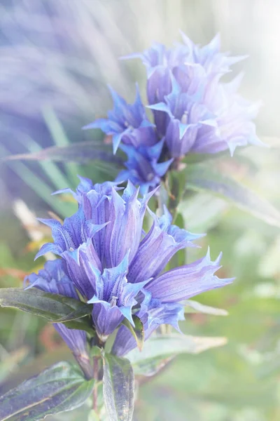 Inflorescência Azul Sino Montanha Bela Flor Verão — Fotografia de Stock