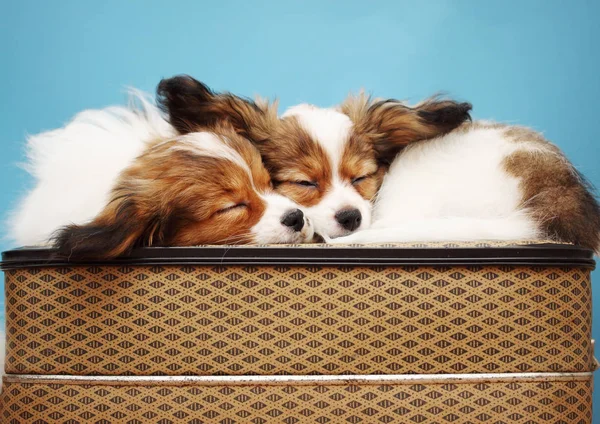 Két Kutya Alszik Egy Bőröndöt Glomerulusok — Stock Fotó