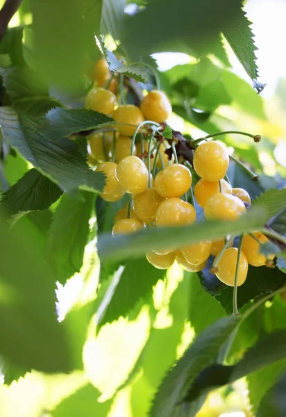 Colheita Cerejas Amarelas Suculentas Maduras Ramo — Fotografia de Stock