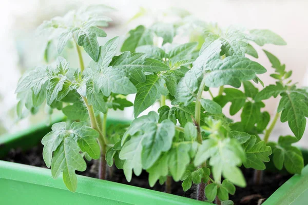 Young Green Tomato Seedlings Green Container — Stock Photo, Image