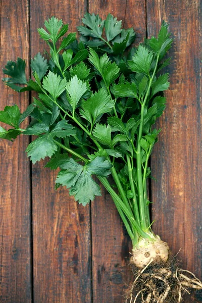 Great Celery Root Ground — Stock Photo, Image
