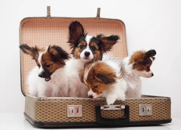 Four Papillon Puppies Suitcase Isolated White Background — Stock Photo, Image