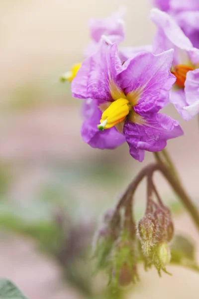 Beautiful Purple Flower Potatoes Close Tinted — Stock Photo, Image