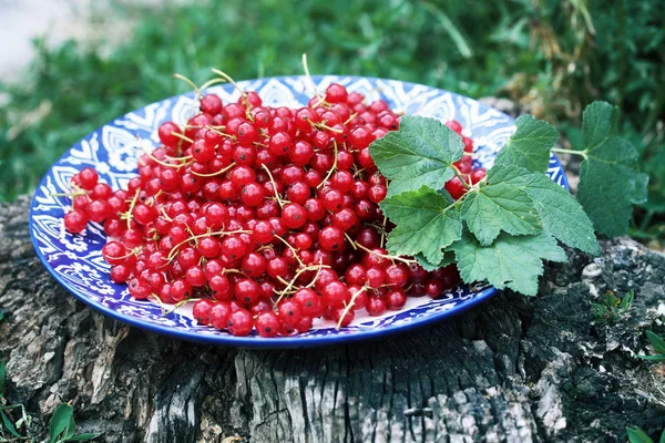 Ribes Rosso Biologico Maturo Grande Piatto Con Ornamento — Foto Stock