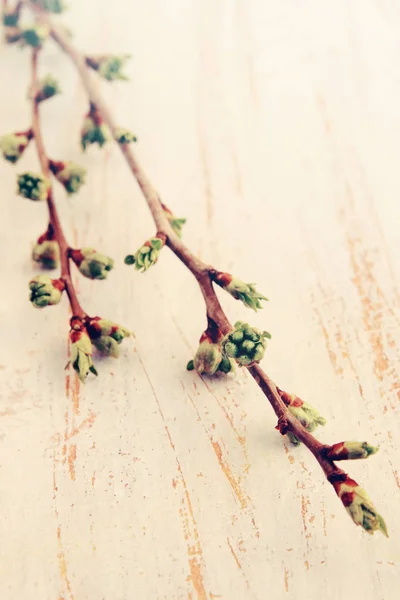 Boutons Branche Cerises Sur Une Table Bois Teintées — Photo