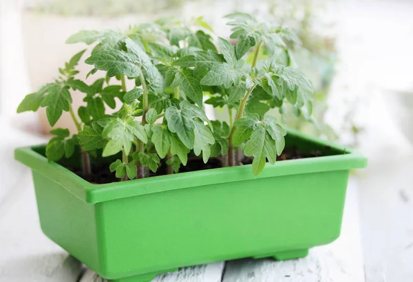 Plántulas Tomate Verde Joven Contenedor Verde — Foto de Stock