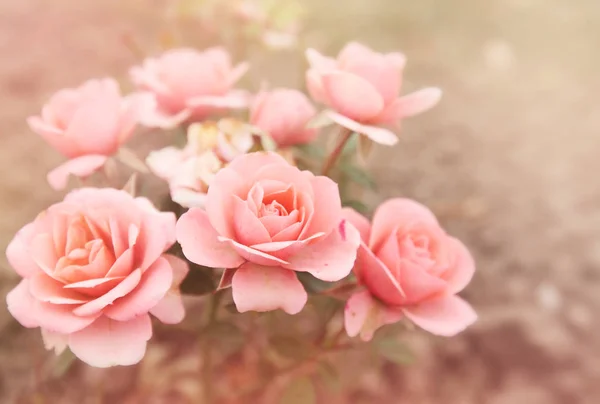 Beautiful Bouquet Small Pink Roses Tinted Photo — Stock Photo, Image