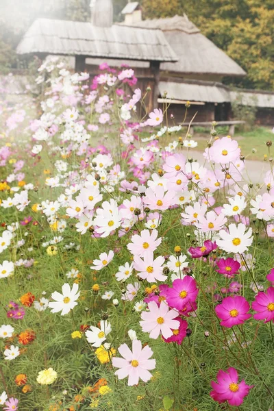 Krásná Louka Květy Cosmos Velký Pestrý Glade — Stock fotografie