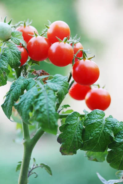 Small Organic Red Cherry Tomatoes Branch — Stock Photo, Image