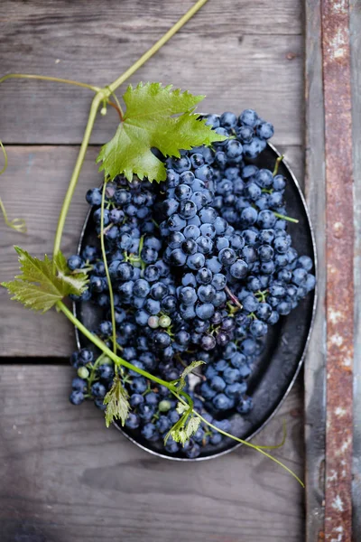 Uvas São Uma Antiga Castas Vinho Cabernet Sauvignon — Fotografia de Stock