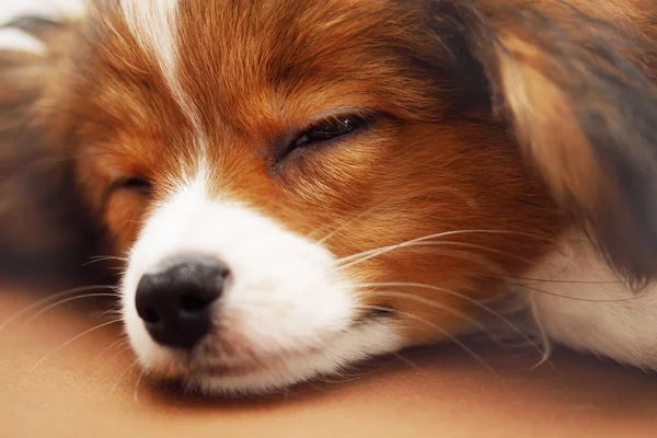 Kis Kölyök Kutya Tenyészt Ízlelő Szemölcsös Alszik Közelkép — Stock Fotó
