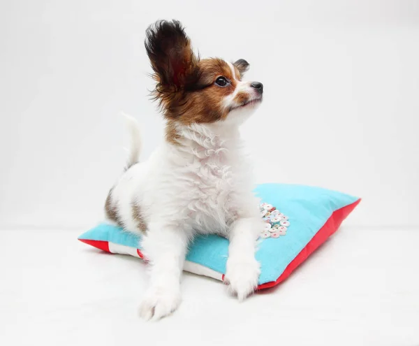 Little Puppy Dog Breed Papillon Lying Pillow — Stock Photo, Image