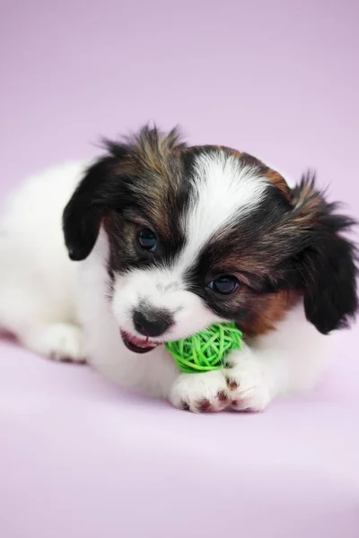 Pequeno Filhote Cachorro Papillon Mordendo Dentes Bola Verde — Fotografia de Stock