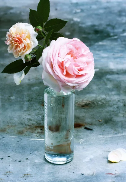 Rosa Bonita Rosa Uma Garrafa Vidro Velho Com Água — Fotografia de Stock