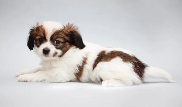 Kleine Puppy Papillon Een Grijze Achtergrond — Stockfoto