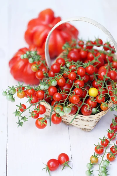 American Ribbed Tomato Small Cherry Branches — Stock Photo, Image