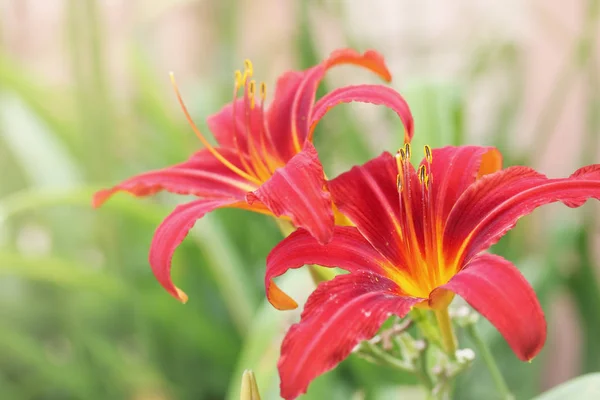 夏の庭の Daylilies の美しい花 — ストック写真