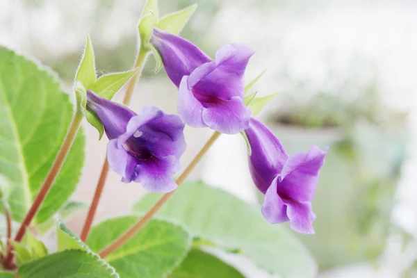 Beautiful Purple Flowers Gloxinia Sinning Houseplant Close — Stock Photo, Image