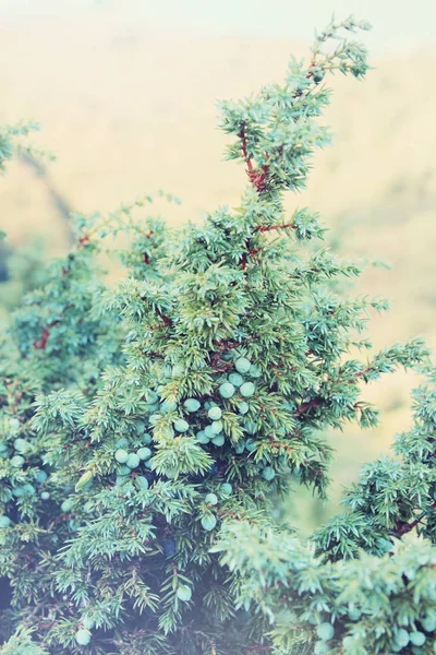 Penyembuhan Juniper Semak Juniperus Dengan Buah Buahan Kecil — Stok Foto