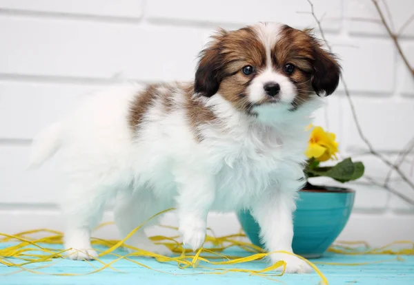 Pequeno Papillon Filhote Cachorro Jogando Mesa — Fotografia de Stock