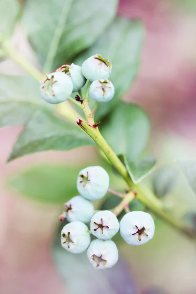 Blueberry Highbush Tidak Matang Untuk Cabang — Stok Foto