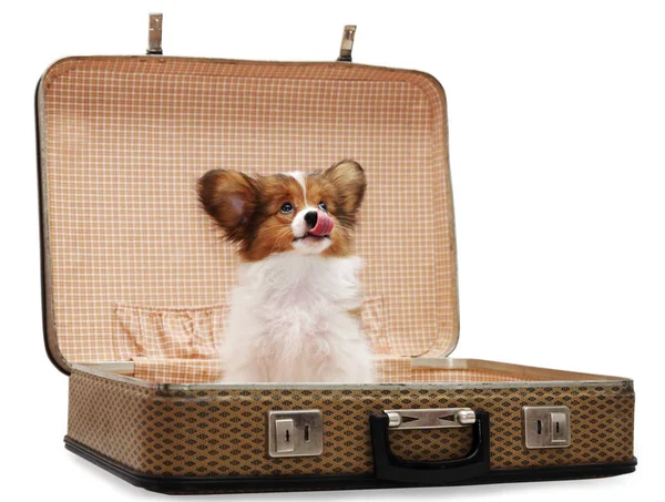 Papillon Puppy Suitcase Isolated White Background — Stock Photo, Image