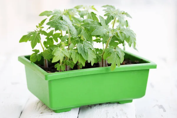 Mudas Tomate Verde Jovem Recipiente Verde — Fotografia de Stock