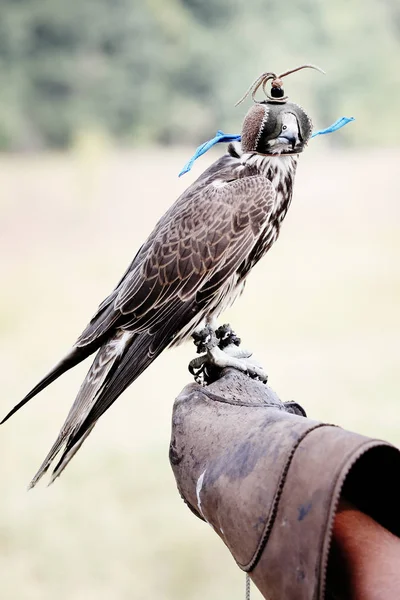 Halcón Usando Capucha Falcon Sentado Guante Cuero —  Fotos de Stock