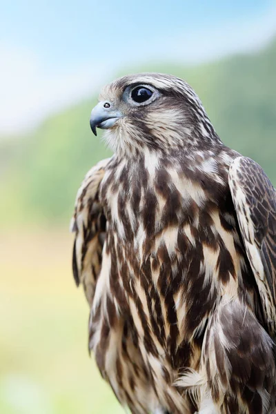 Halcón Peregrino Joven Halcón Guapo Naturaleza —  Fotos de Stock