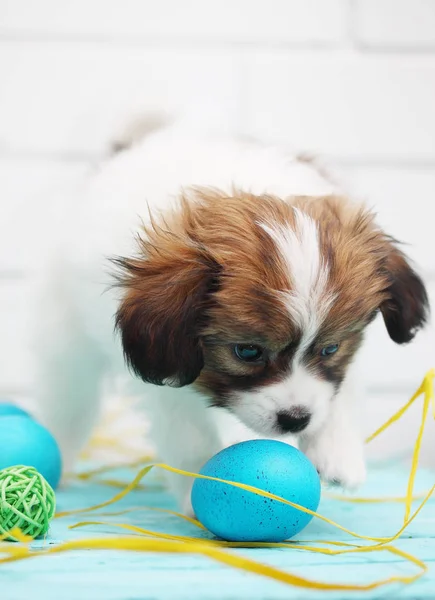 Páscoa Ainda Vida Cachorro Brincando Com Ovos — Fotografia de Stock