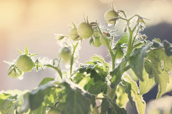 Junge Tomatensetzlinge Mit Kleinen Tomaten — Stockfoto