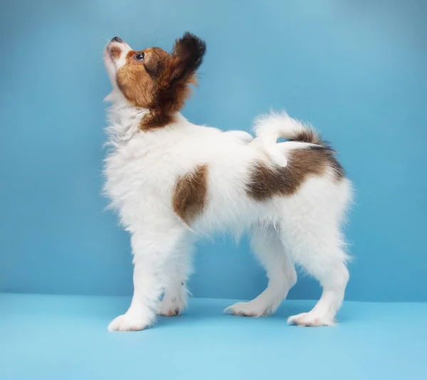 Lilla Valp Hund Rasen Papillon Stående Blå Bakgrund — Stockfoto