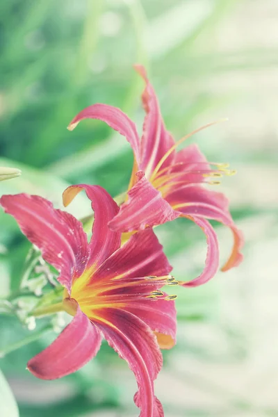 Hermosas Flores Nenúfares Jardín Verano —  Fotos de Stock