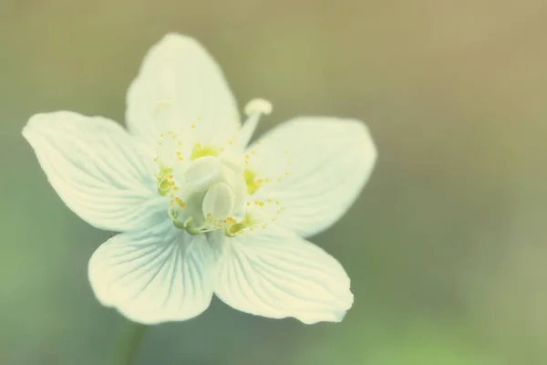 Drosera Rotundifolia Weiße Blume Der Nahaufnahme — Stockfoto