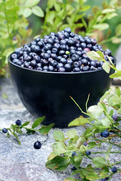 在一个大的黑色的碗森林蓝莓 — 图库照片