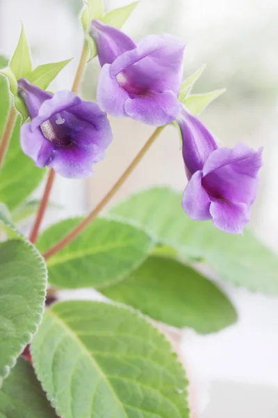 Beautiful Purple Flowers Gloxinia Sinning Houseplant Close — Stock Photo, Image