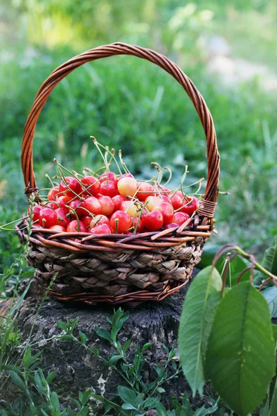 在大柳条篮子里的红色甜樱桃 — 图库照片