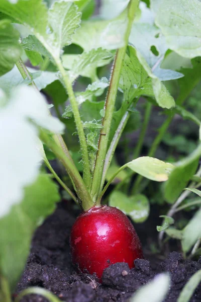 Rijp Radijs Groeit Bodem — Stockfoto